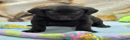 Labrador Retriever dogs for sale: Bella - Ad 42