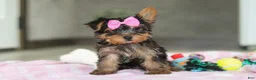 Yorkshire Terrier dogs for sale: Bella - Ad 3