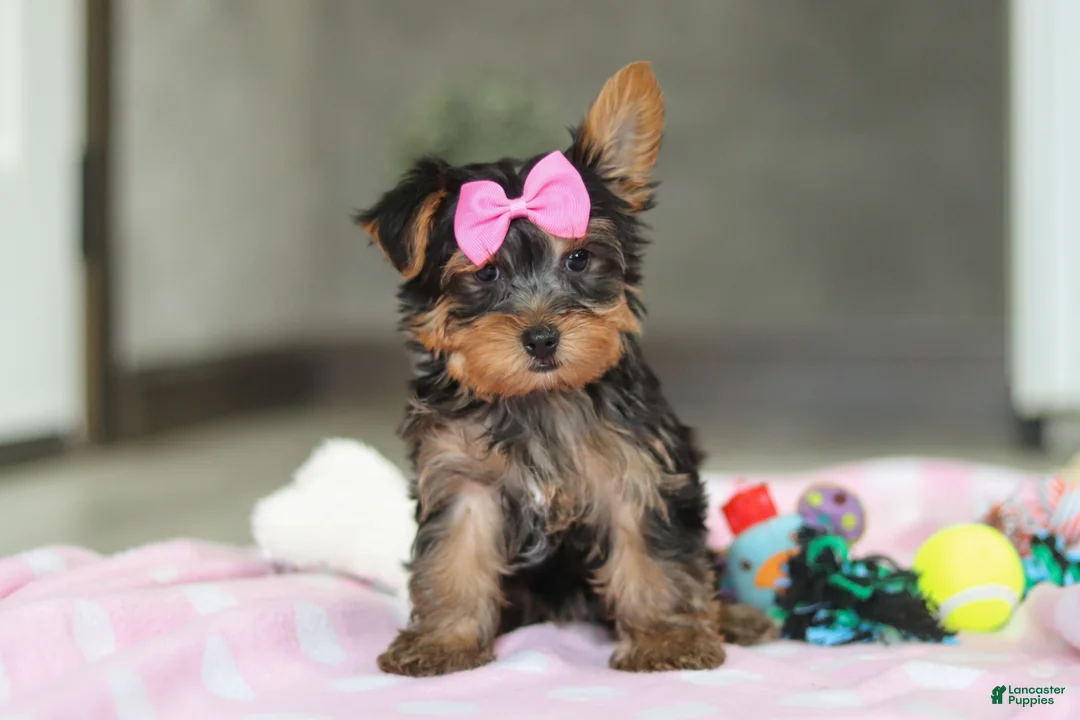 Yorkshire Terrier dogs for sale: Bella - Ad 3