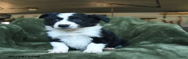 Ailsa