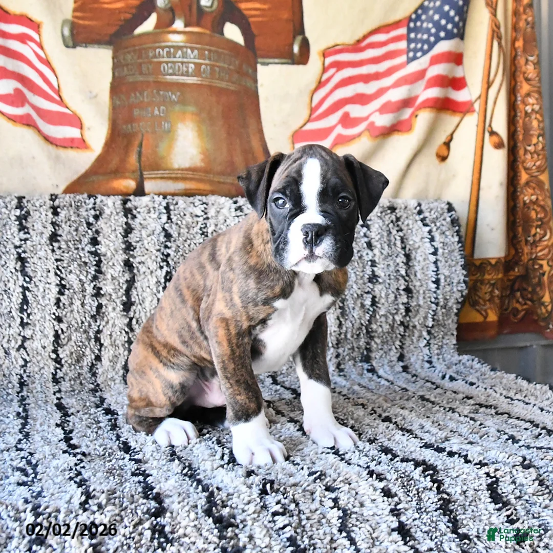 Boxer dogs for sale: Bubba - Ad 3