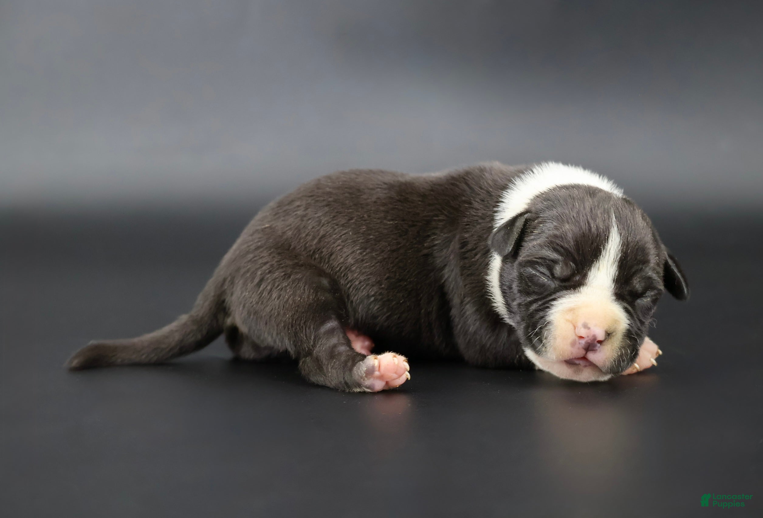 American Bully dogs Valentino - Ad 40