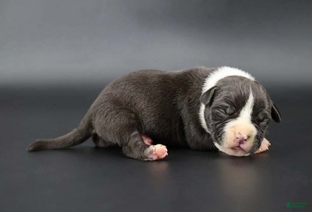 American Bully dogs for sale: Valentino - Ad 1
