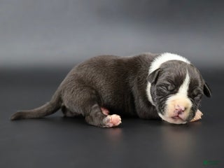 American Bully dogs Valentino - Ad 40