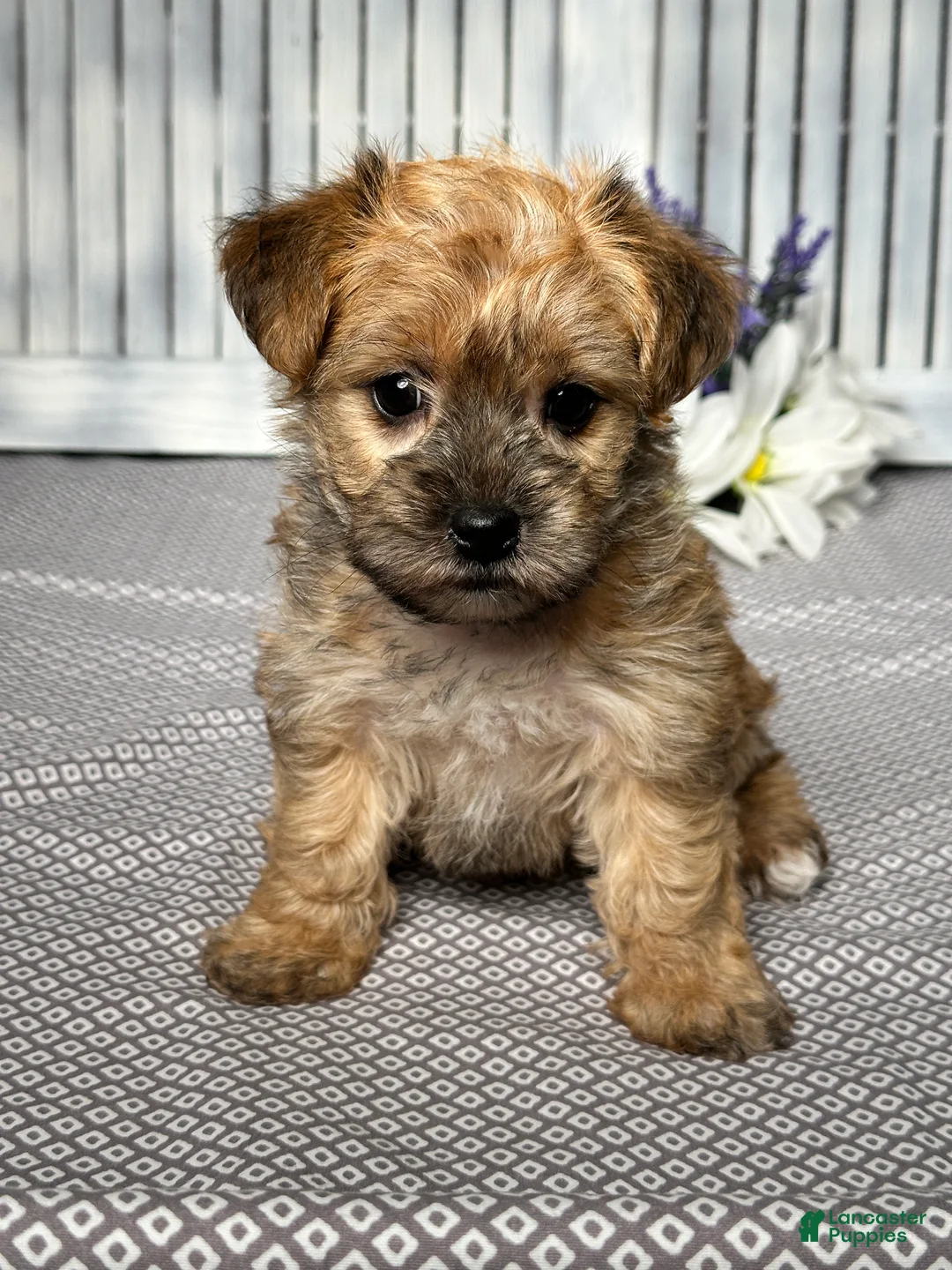 Yochon dogs for sale: Willow - Ad 1