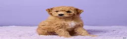 Mini Goldendoodle dogs for sale: Bonnie - Ad 3