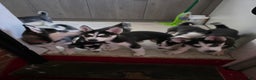Siberian Husky dogs for sale: Daisy - Ad 3