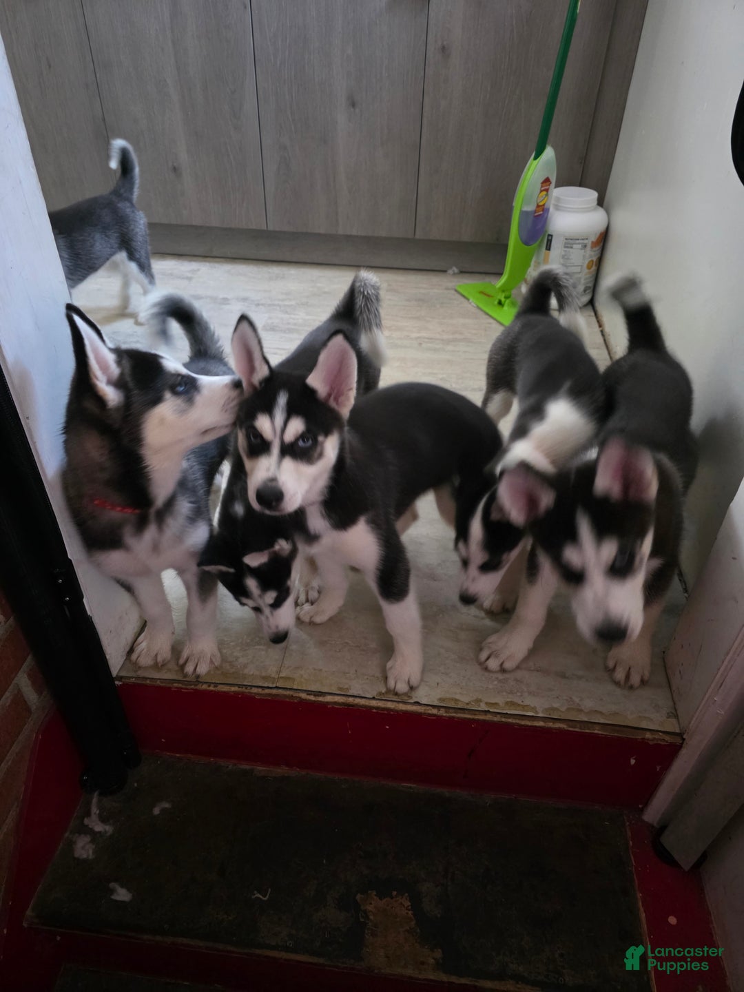 Siberian Husky dogs for sale: Daisy - Ad 3