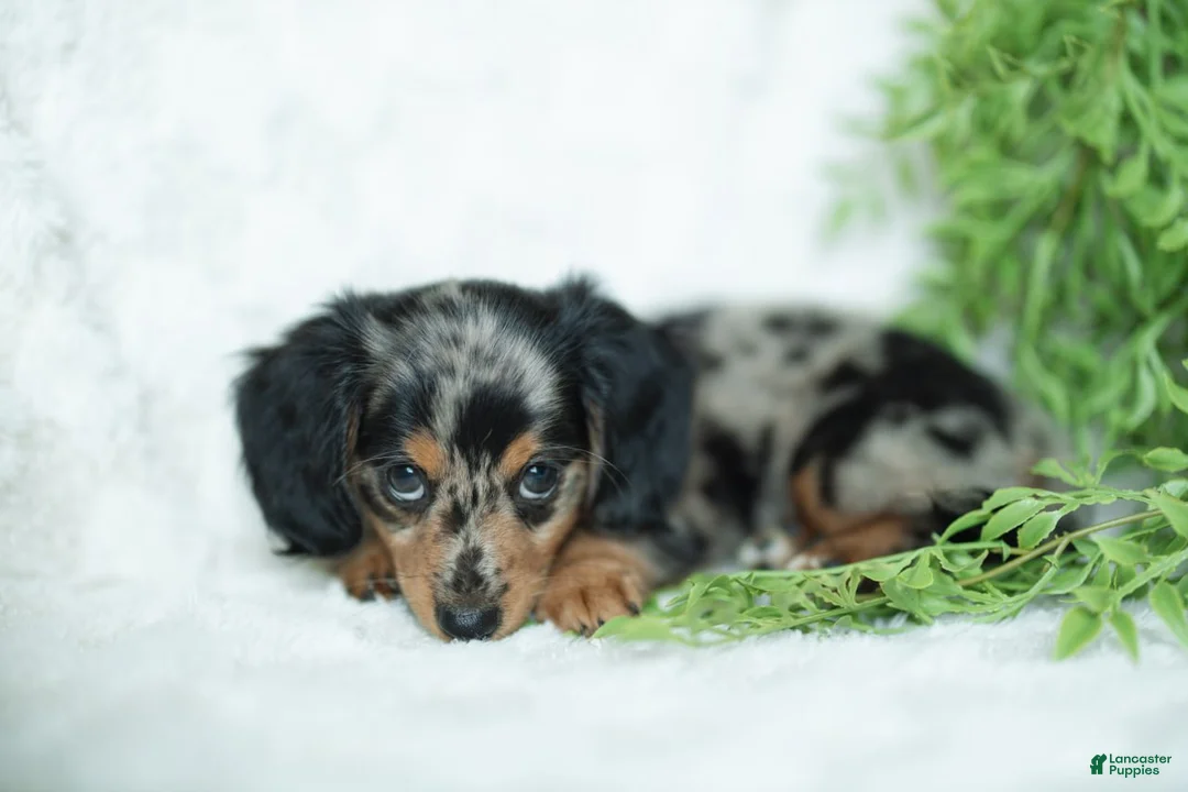 Miniature Dachshund dogs for sale: Amber 🤎 - Ad 1