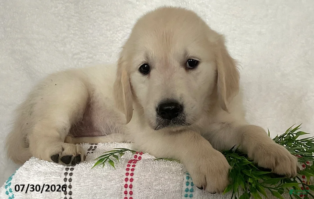 Golden Retriever dogs for sale: Daisy - Ad 3