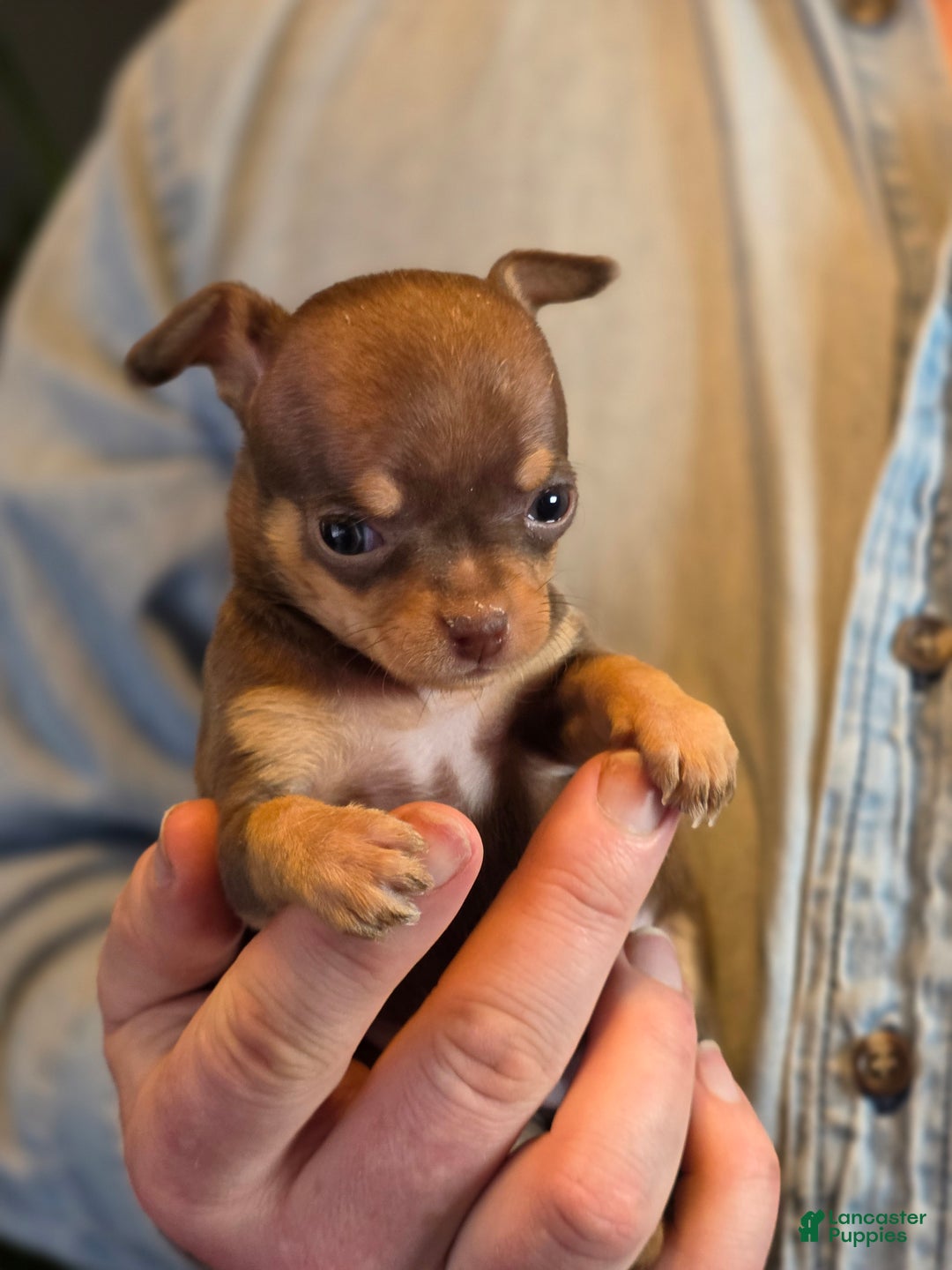 Chihuahua dogs for sale: Milk Choco Nugget  - Ad 7