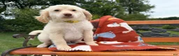 Mixed Breed dogs for sale: Pistachio (Boy) - Ad 3
