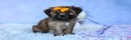 Shorkie dogs for sale: SUE - Ad 1