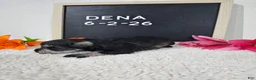 Miniature Schnauzer dogs for sale: Dena - Ad 5
