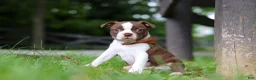 Boston Terrier dogs for sale: Champ - Ad 3