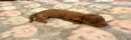 Miniature Dachshund dogs for sale: Red dapple girl - Ad 3