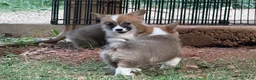 Welsh Corgi Pembroke dogs for sale: Full AKC - Ad 11