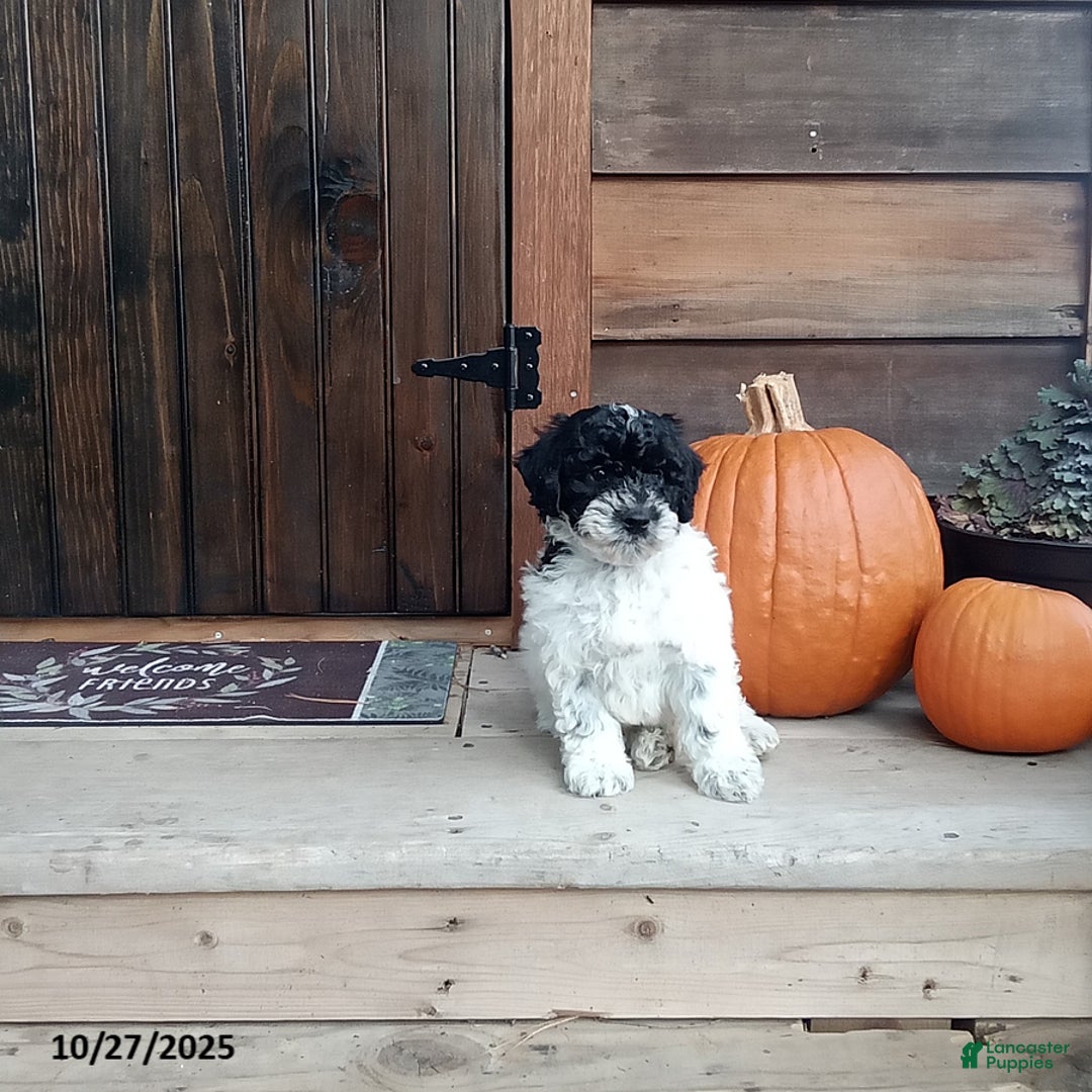 Cockapoo dogs for sale: Charlie - Ad 3