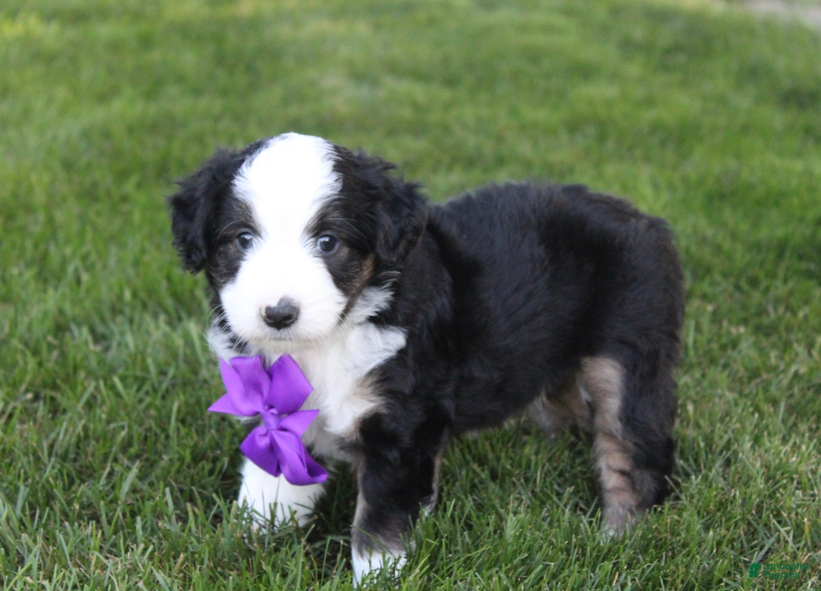 Mini Aussiedoodle dogs Kenny 💎 - Ad 2