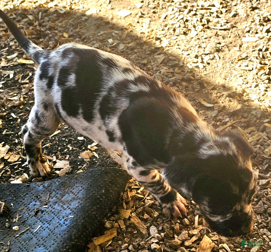 Mixed Breed dogs for sale: Zeus - Ad 3