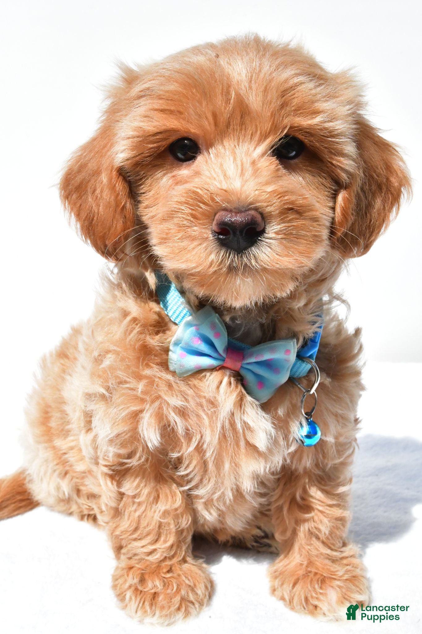 Maltipoo dogs Galen - Ad 2