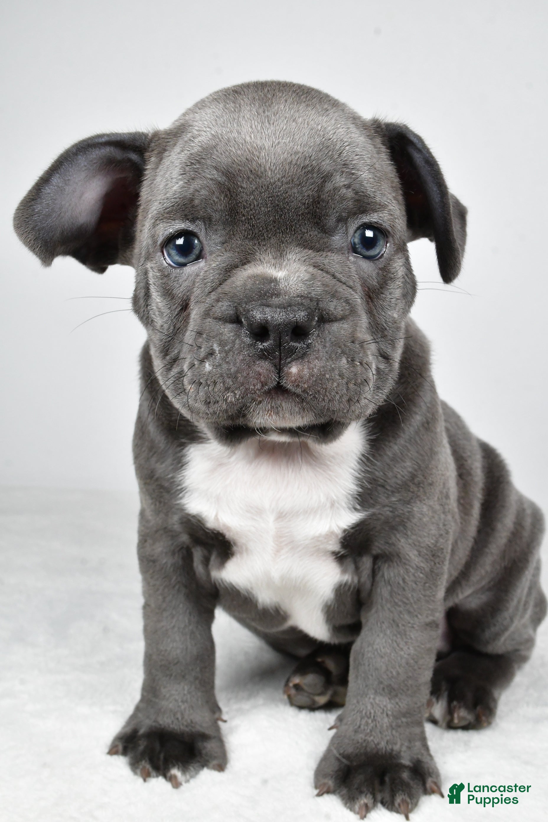 Frenchton dogs Tyler  - Ad 1