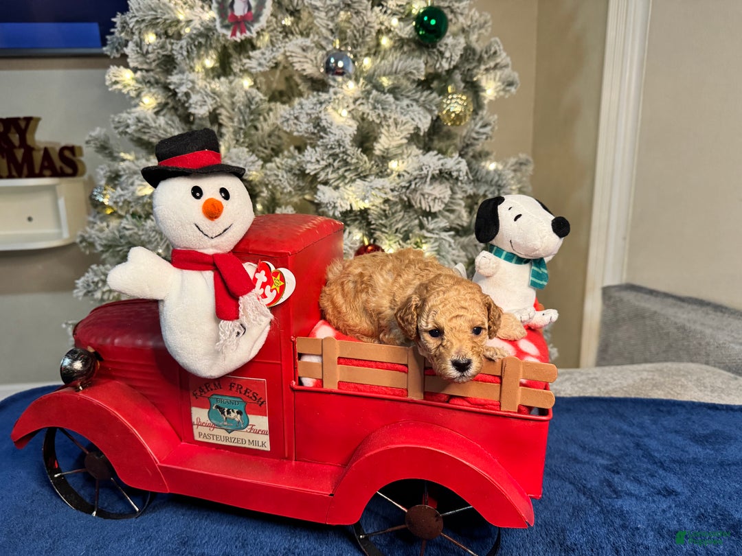 Toy Poodle dogs for sale: Peanut - Ad 5