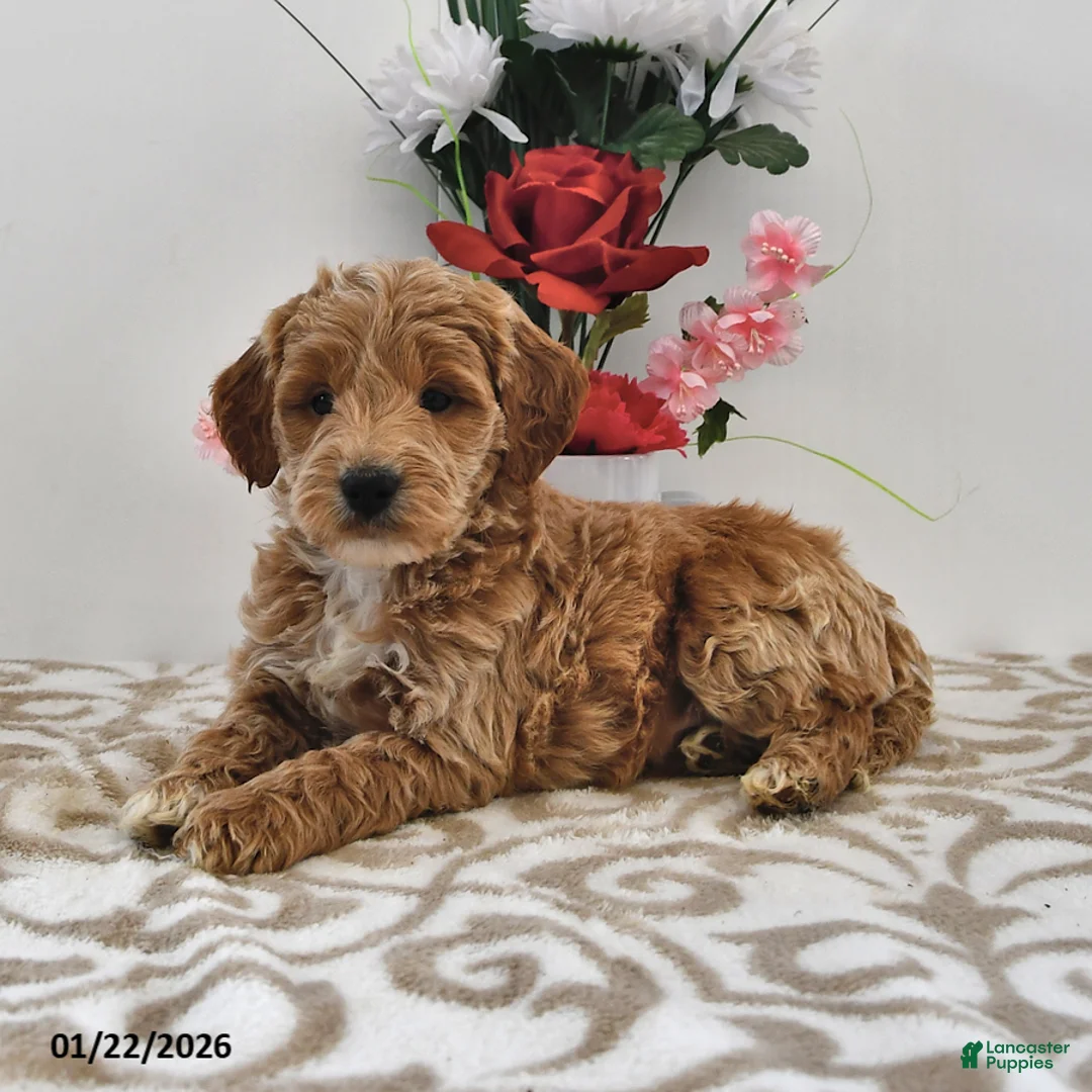 Mini Goldendoodle dogs for sale: Oliver - Ad 2