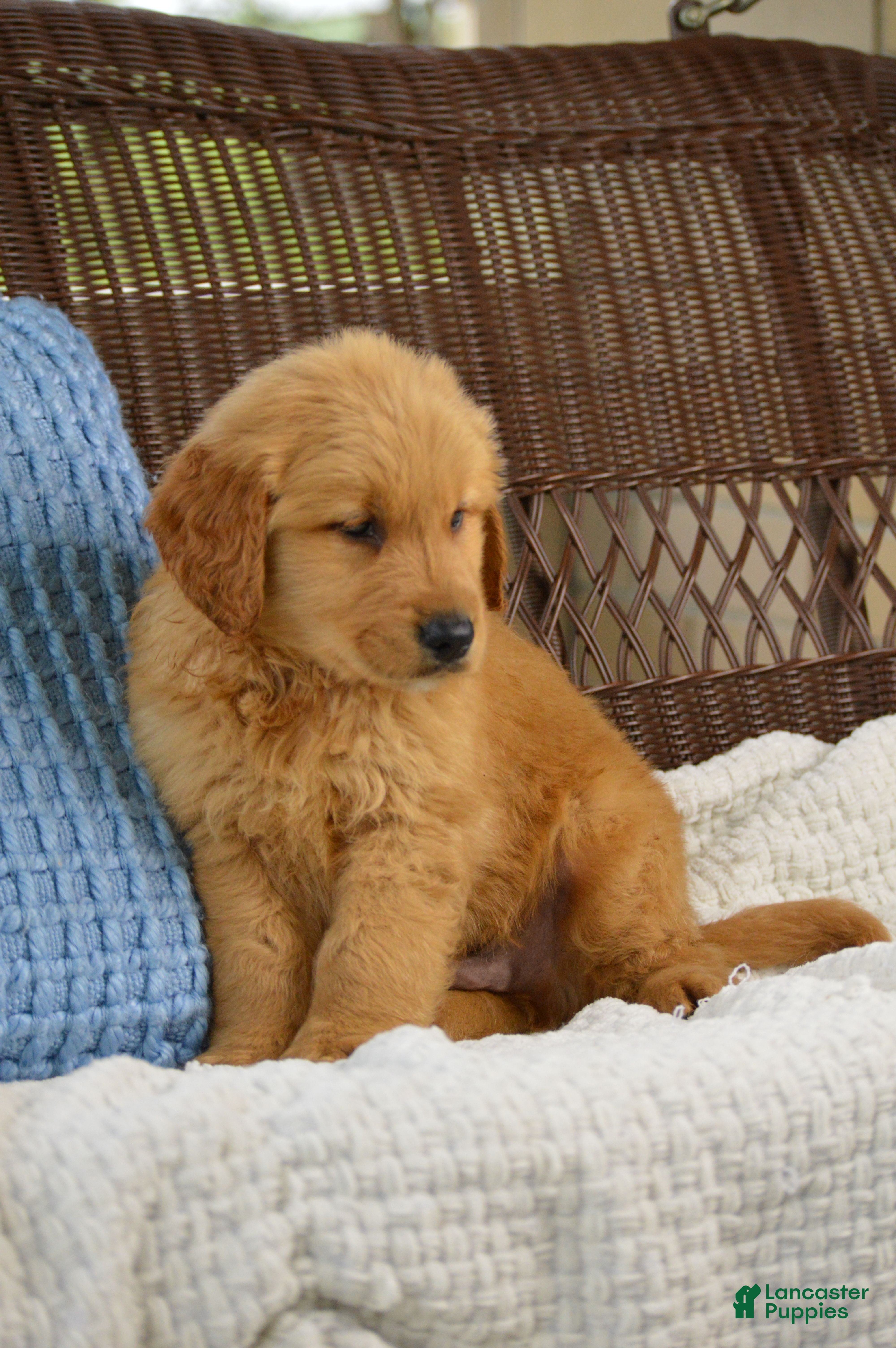 Golden Retriever dogs Bandit - Ad 2