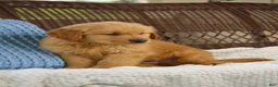 Golden Retriever dogs for sale: Bandit - Ad 2