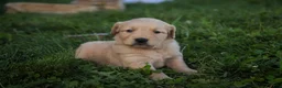 Golden Retriever dogs for sale: Meg Golden Retriever  - Ad 3