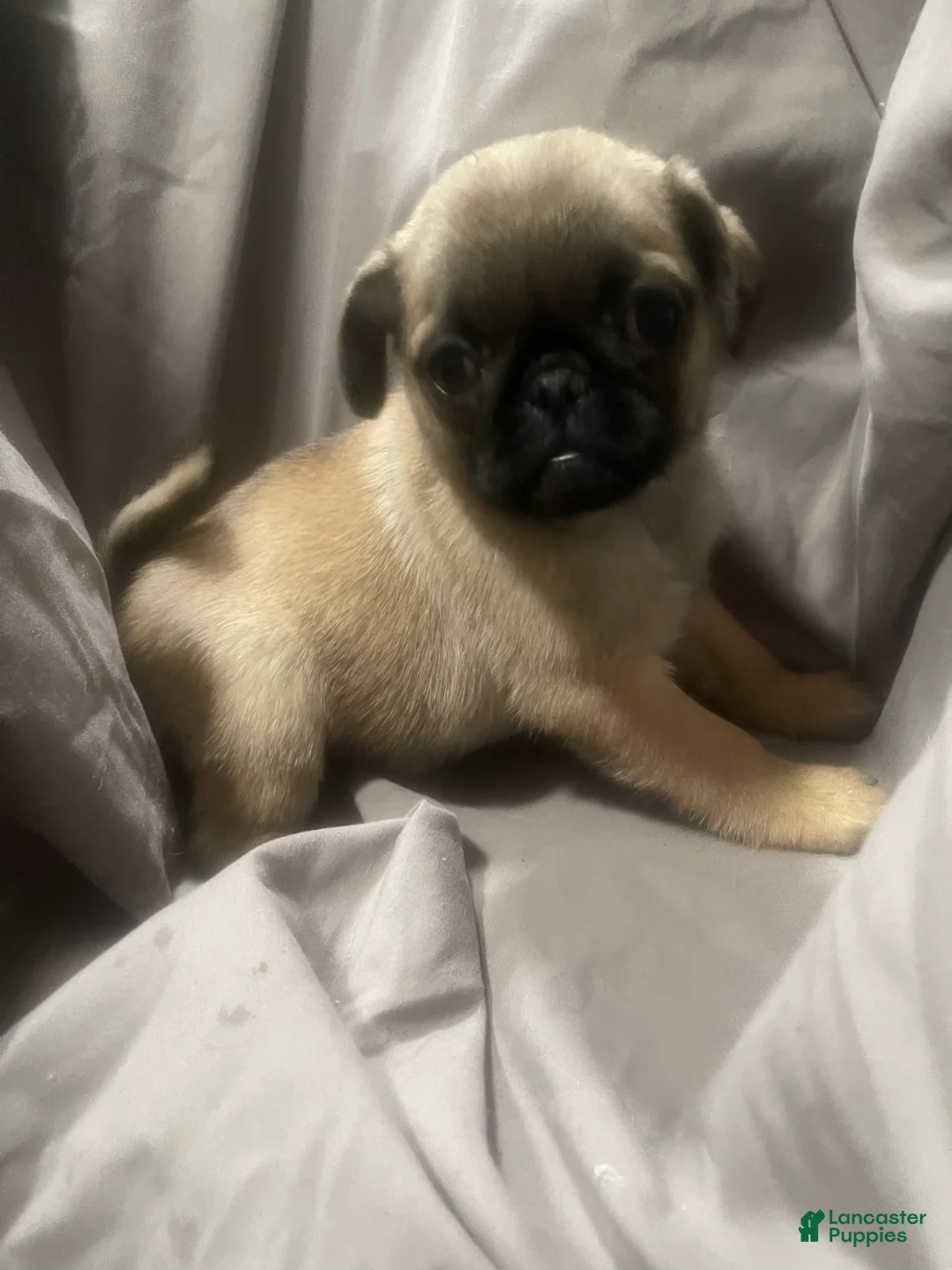 Pug dogs for sale: Pug Puppy 2 - Ad 5