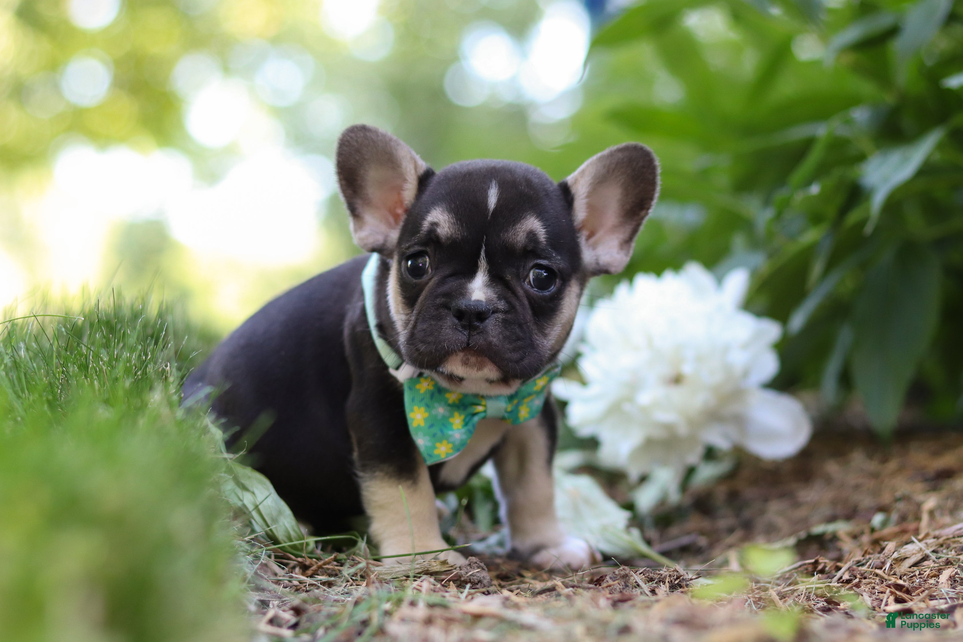 French Bulldog dogs for sale: Percy - Ad 3