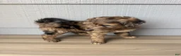 Aussiedoodle dogs for sale: Theo - Ad 3