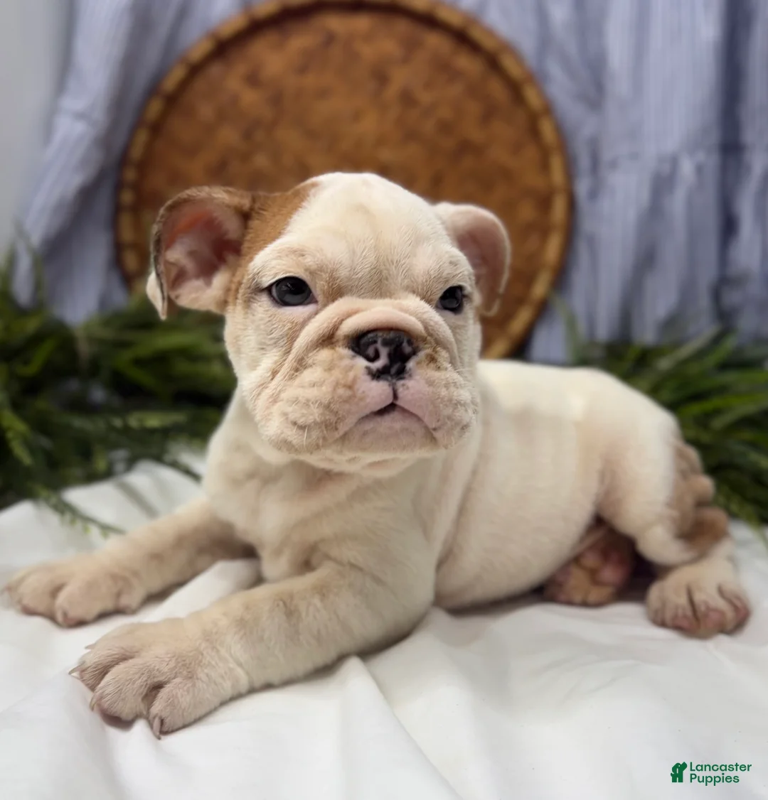 English Bulldog dogs for sale: Sampson - Ad 3