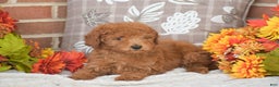 Toy Poodle dogs for sale: Tessa - Ad 5
