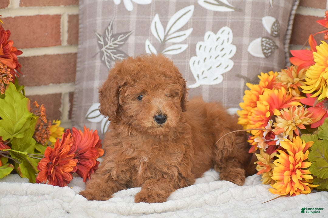 Toy Poodle dogs for sale: Tessa - Ad 5