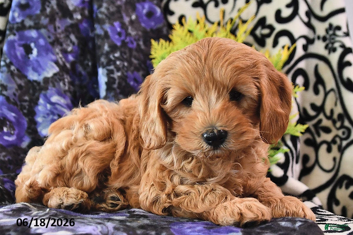 Cavapoo dogs Towzer - Ad 1