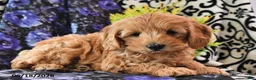 Cavapoo dogs for sale: Towzer - Ad 1
