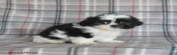 Shih Tzu dogs for sale: Sadie - Ad 5
