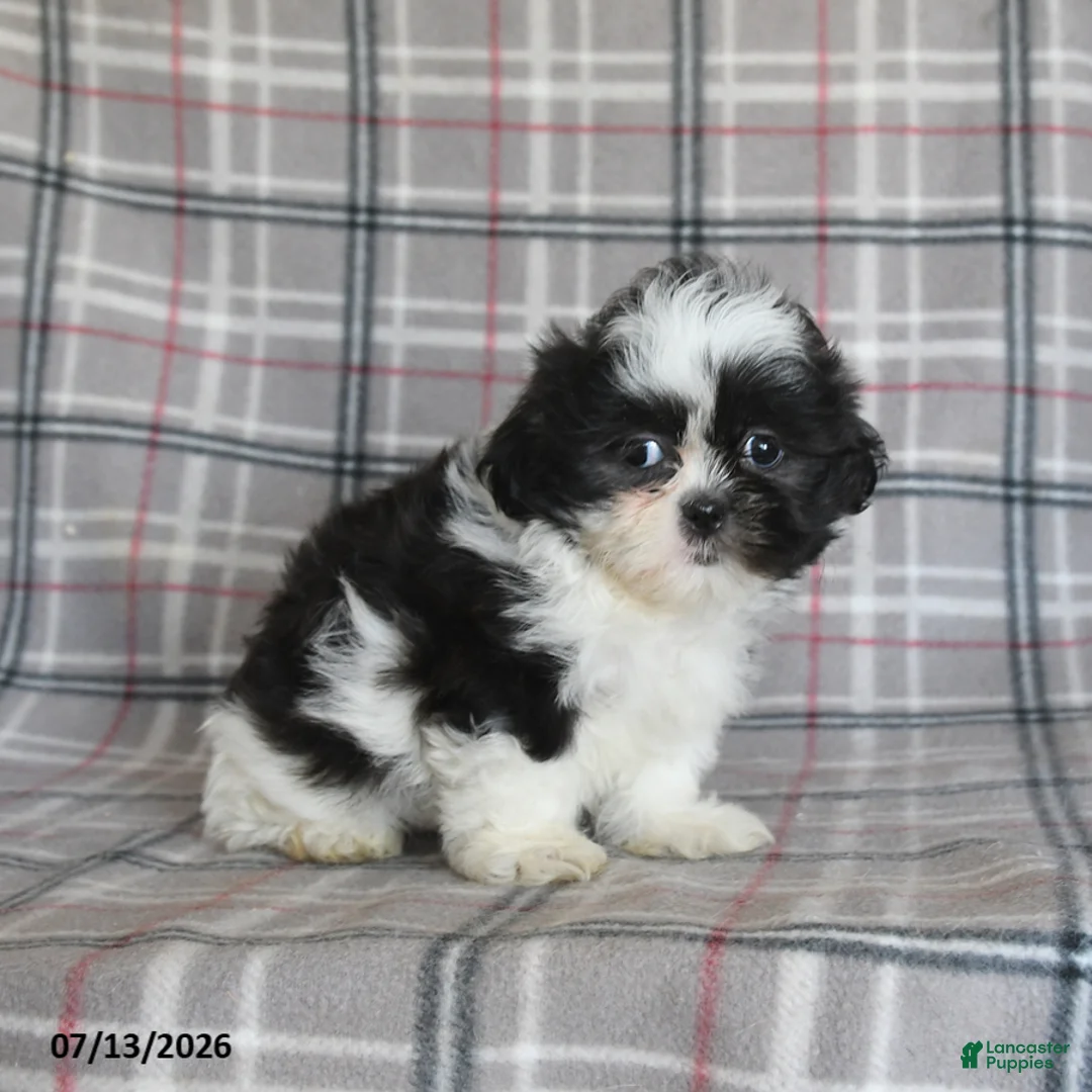 Shih Tzu dogs for sale: Sadie - Ad 5