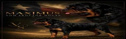 Rottweiler dogs for sale: Maximus Jr - Red Collar  - Ad 5
