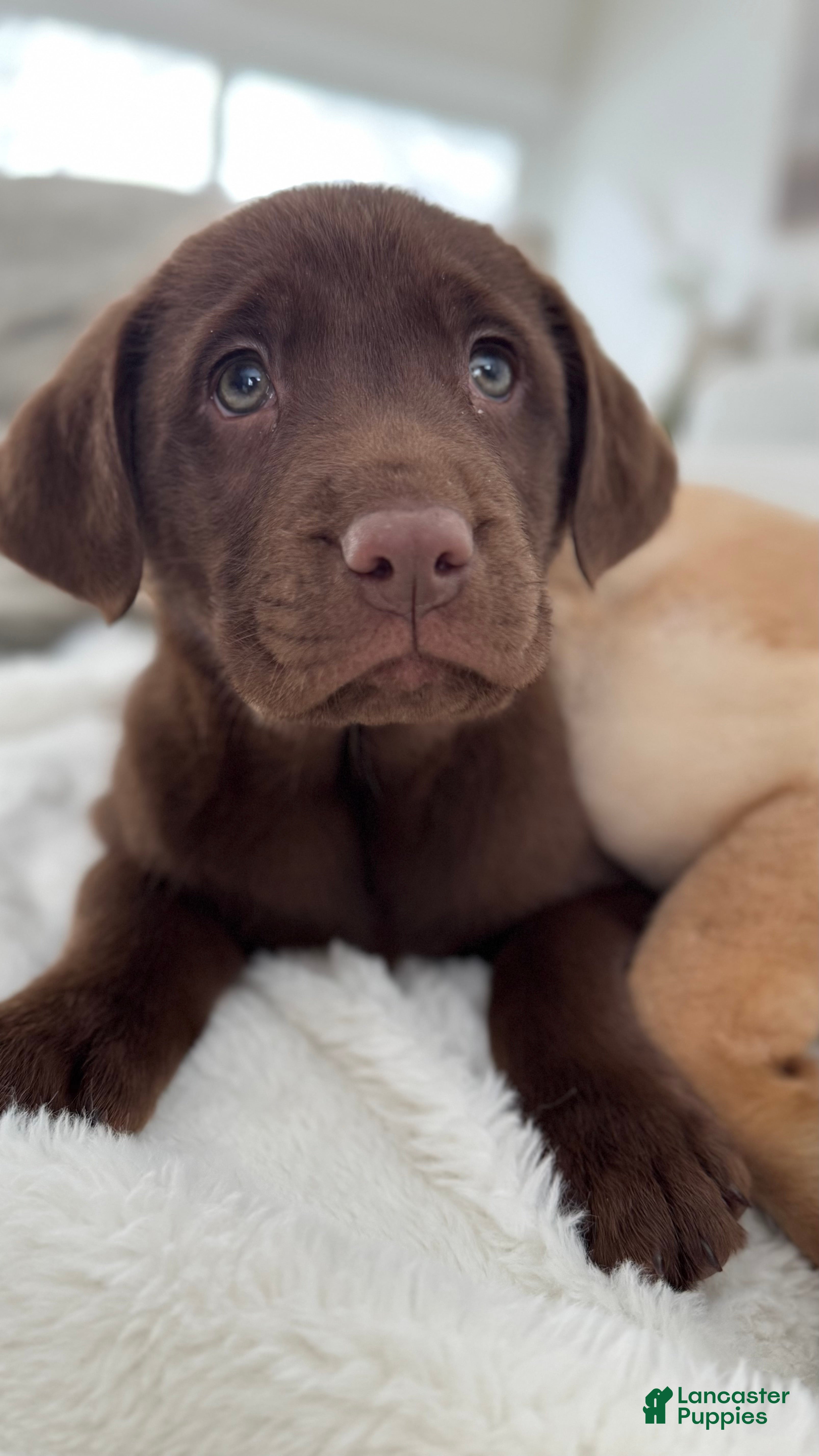 Labrador Retriever dogs Mocha - Ad 39