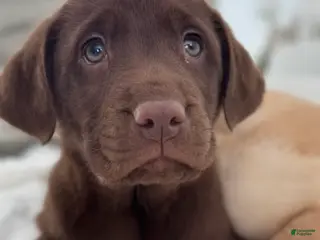 Labrador Retriever dogs Mocha - Ad 34