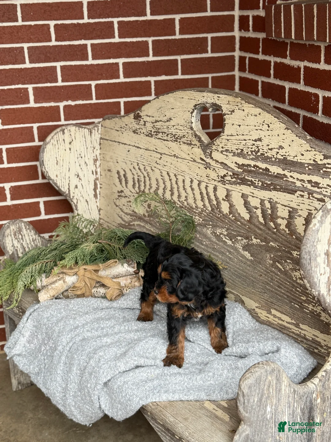 Mixed Breed dogs for sale: Marsh - Ad 3