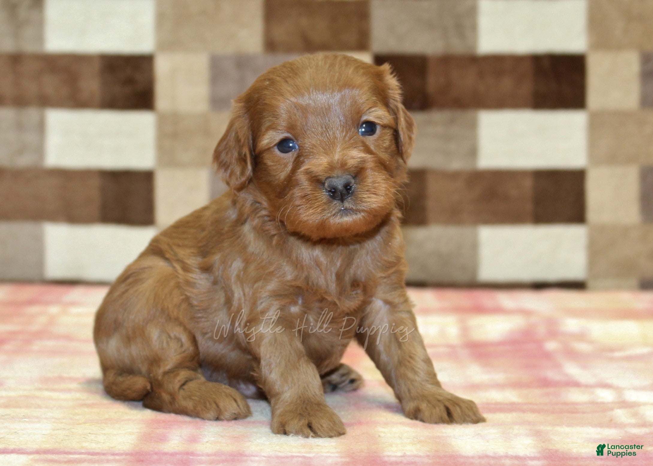 Cavapoo dogs Scout - Ad 1