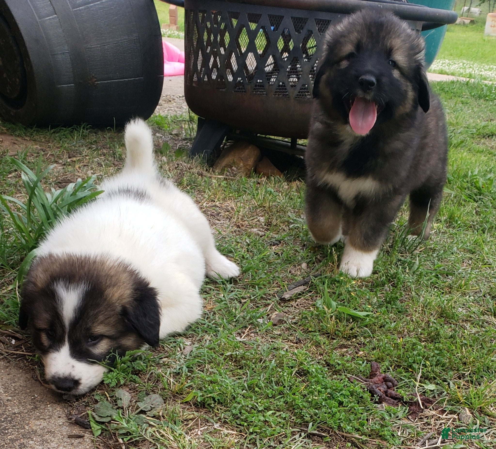 Caucasian Shepherd Dog dogs Caucasian Shepherd Dog Puppy 7 - Ad 8
