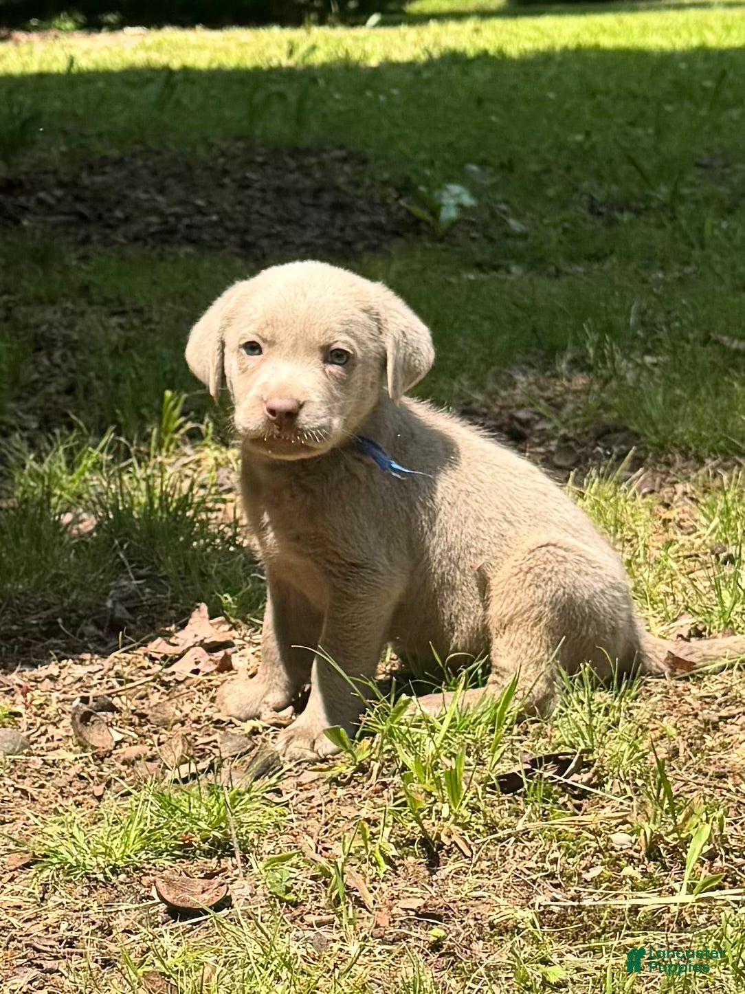 Labrador Retriever dogs Blue - Ad 30