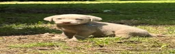 Labrador Retriever dogs for sale: Blue - Ad 1
