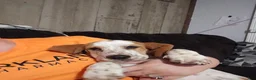 Basset Hound dogs for sale: Basset Hound 3 - Ad 20